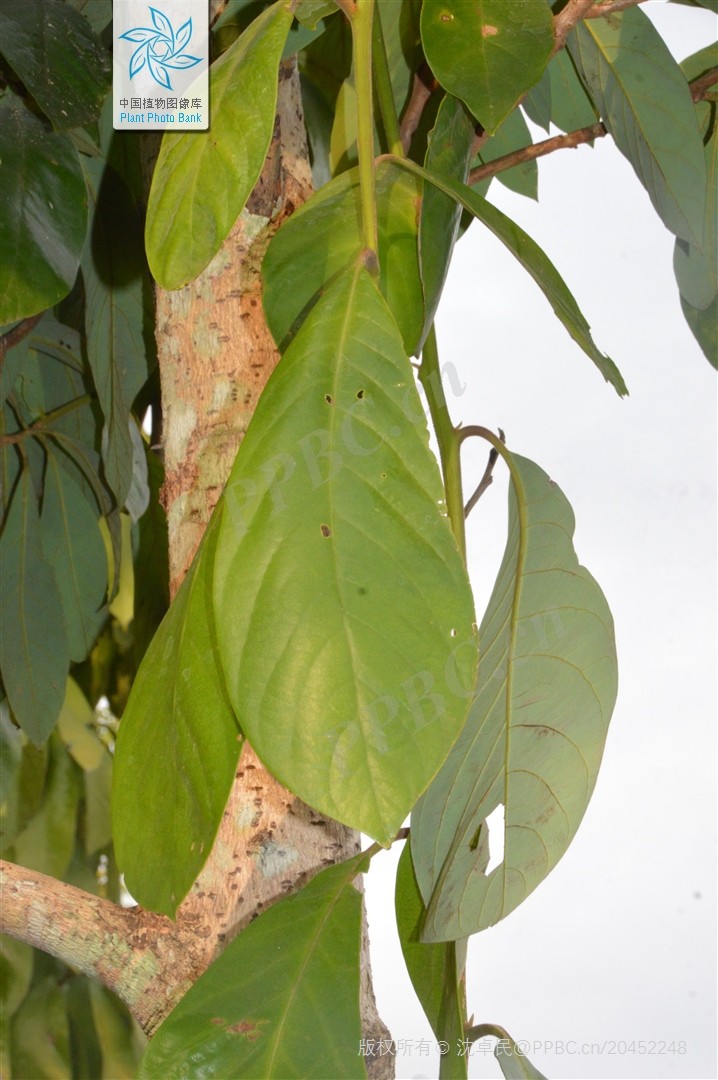 Kháo lá lớn